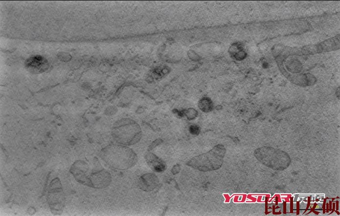 东莞蔡司双束电镜