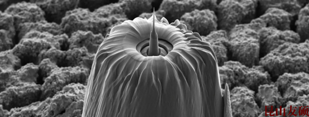 东莞蔡司东莞X射线显微镜